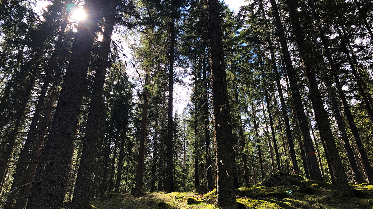 svensk skog